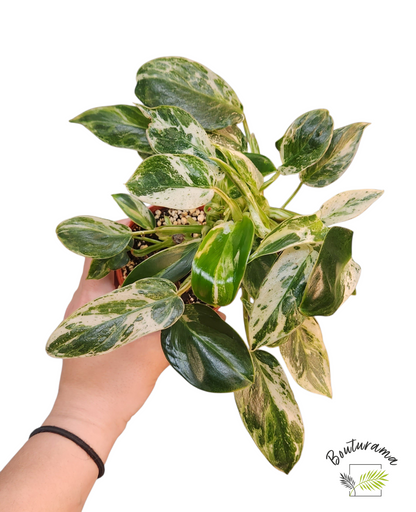 Philodendron Emerald Ice Variegata