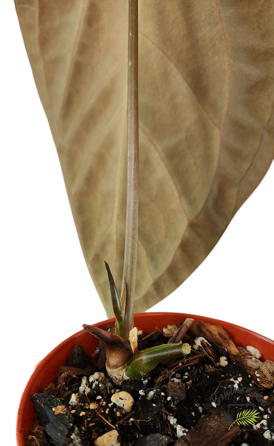 Anthurium Papillilaminum x Dark Phoenix