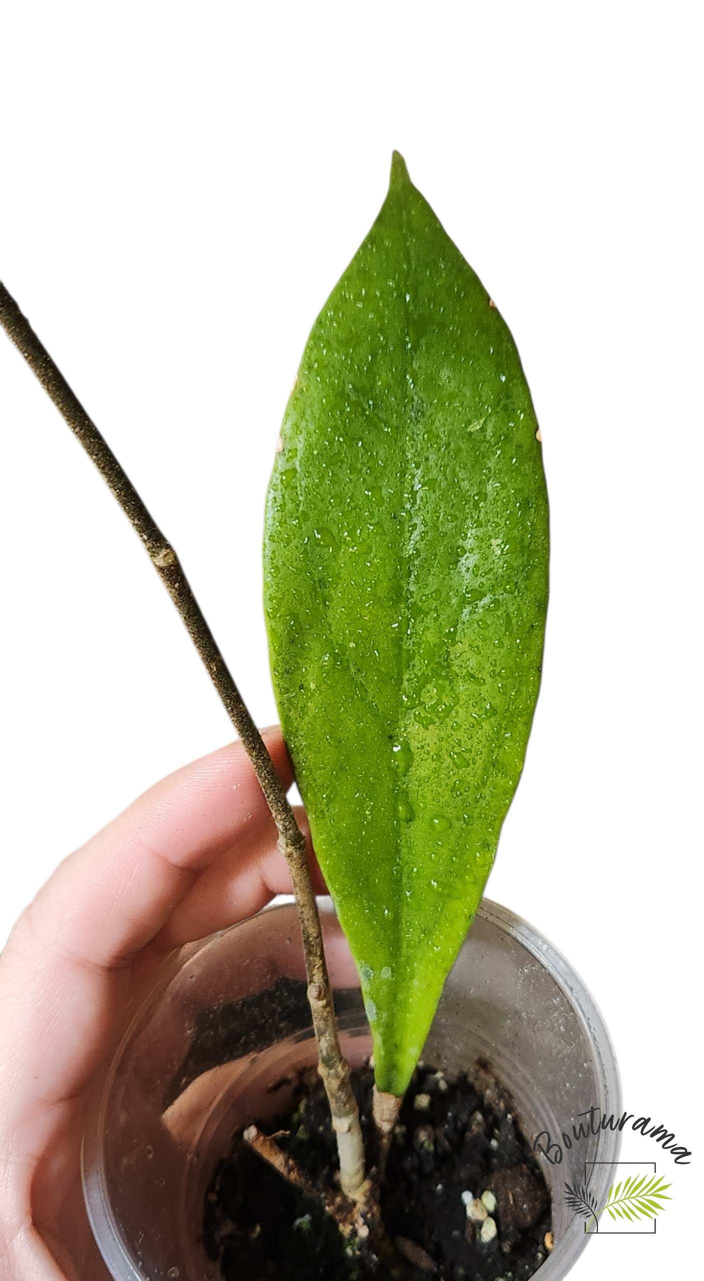 Hoya Estrella Waterfalls