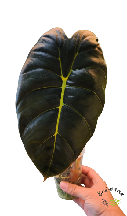 Alocasia Golden Bone