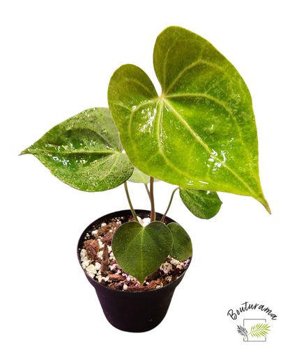 Anthurium Clarinervium