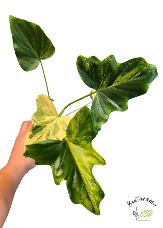 Philodendron Williamsii Variegated