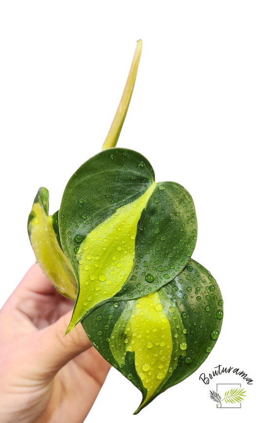 Philodendron Brazil