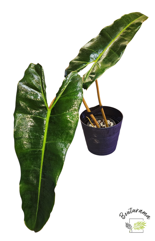 Philodendron Billietiae