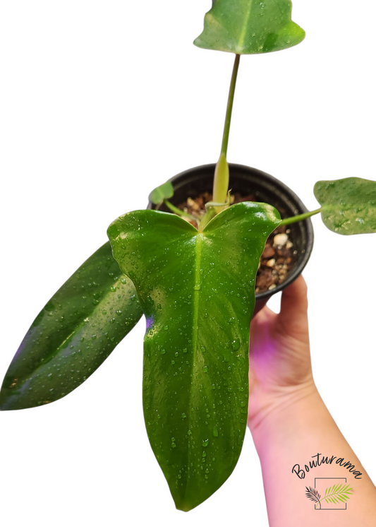 Philodendron Golden Dragon- Possible Revert
