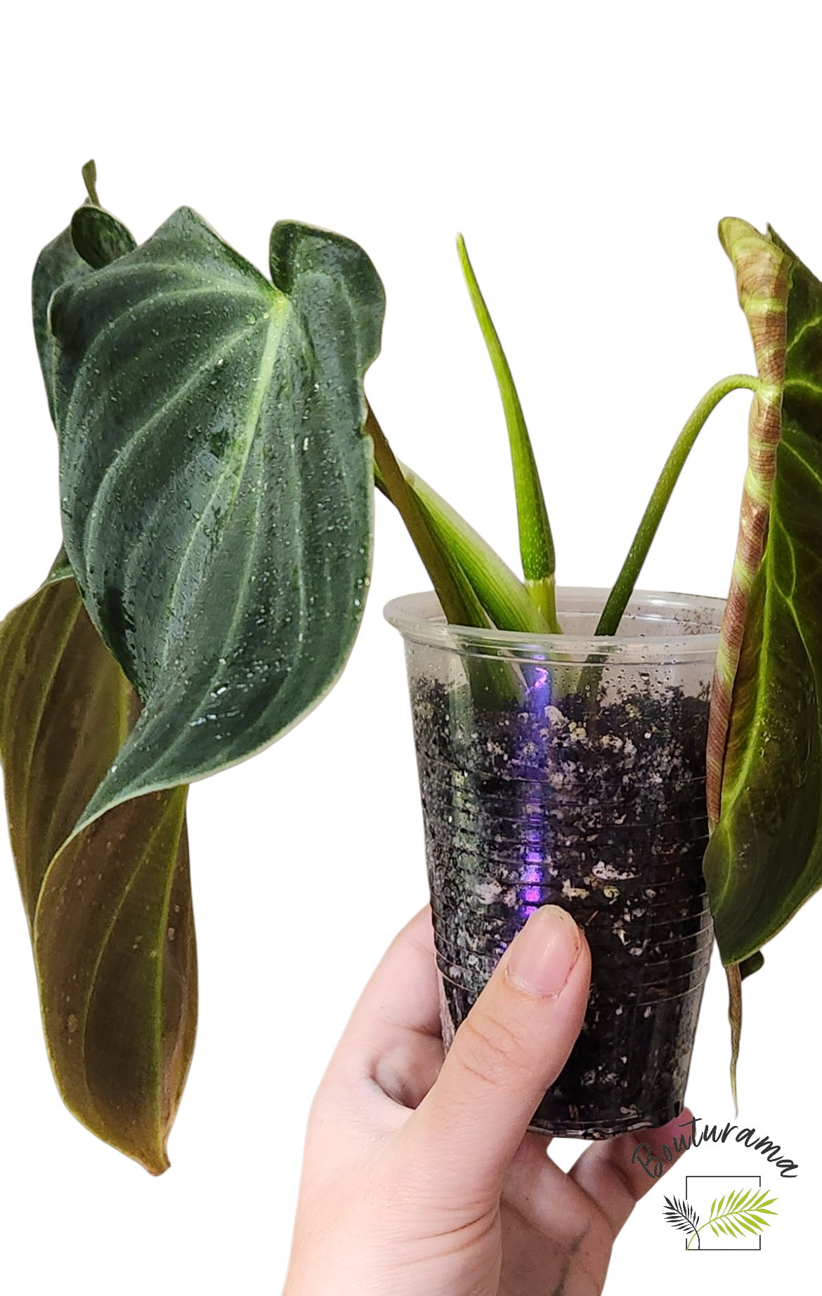 Philodendron Splendid