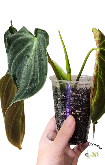 Philodendron Splendid