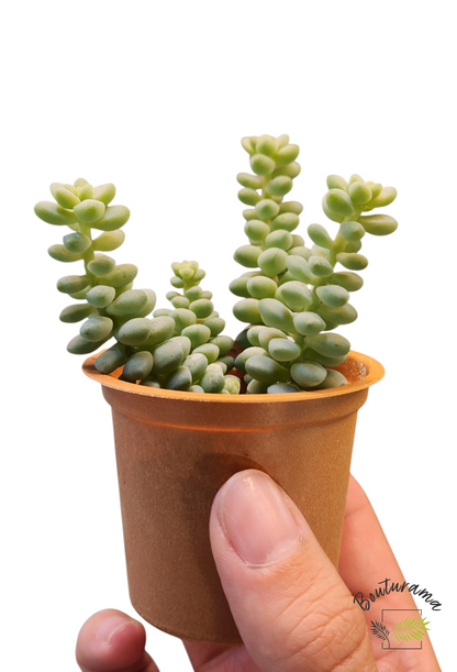 Sedum Burrito