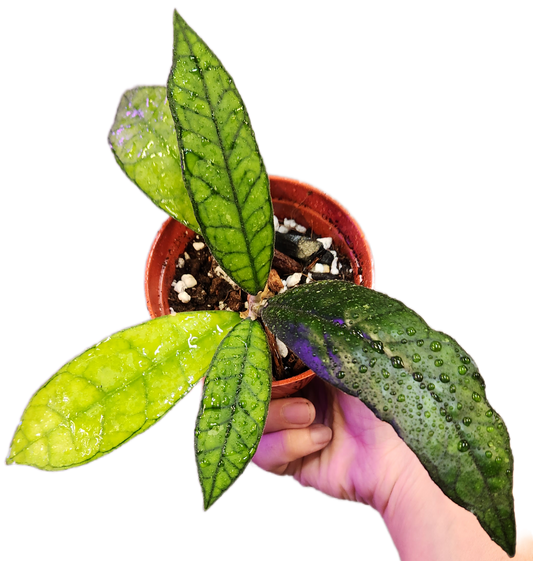 Hoya Finlaysonii Olfe